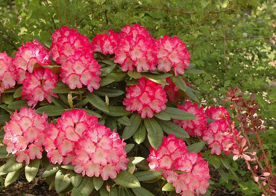 Rhododendron 'trilby' - View 20 from www redcrocus com