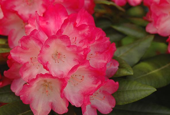 Rhododendron 'trilby' - View 22 from www redcrocus com