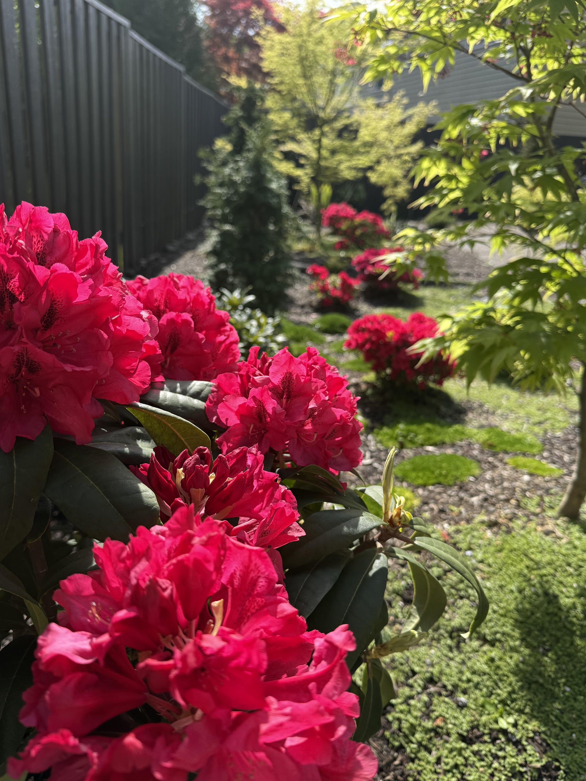 Rhododendron 'trilby' - View 23 from www redcrocus com