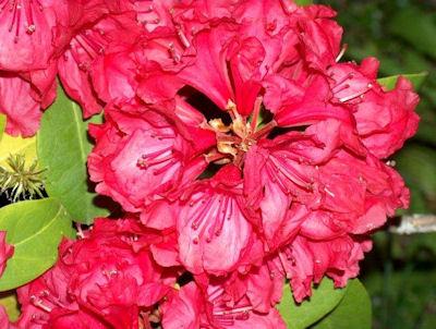 Rhododendron 'trilby' - View 26 from www redcrocus com