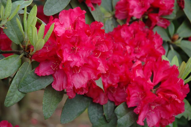 Rhododendron 'trilby' - View 3 from www redcrocus com