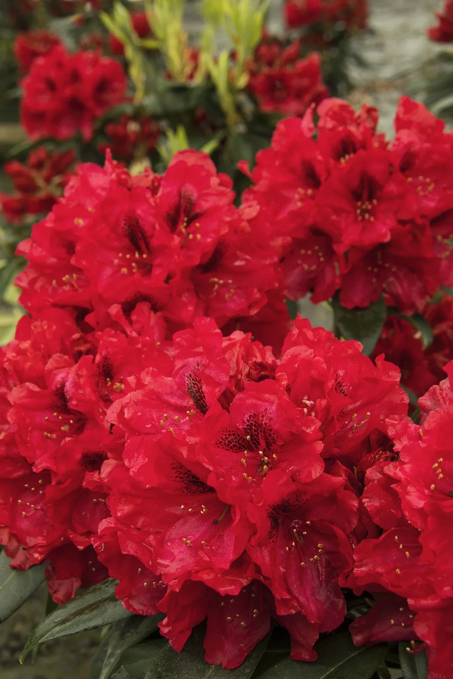 Rhododendron 'trilby' - View 5 from www redcrocus com