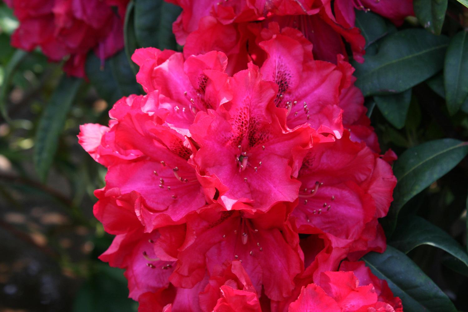 Rhododendron 'trilby' - View 6 from www redcrocus com