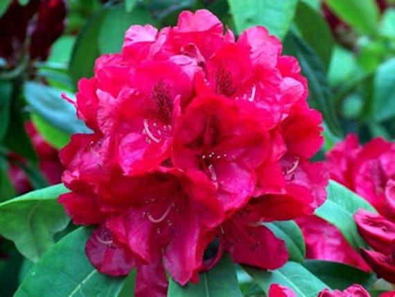 Rhododendron 'trilby' - View 7 from www redcrocus com