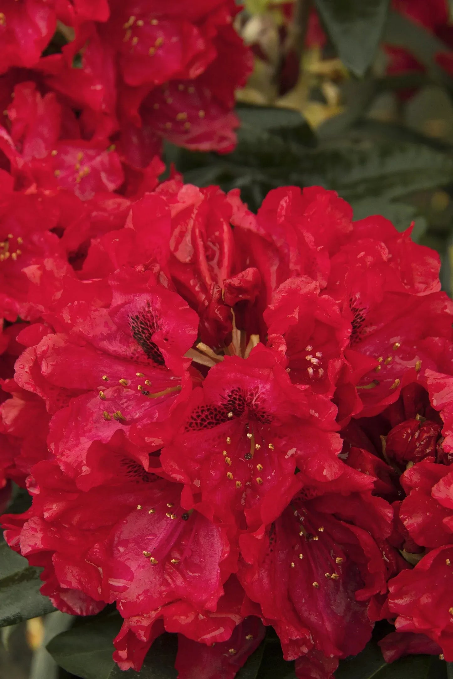 Rhododendron 'trilby' - View 8 from www redcrocus com