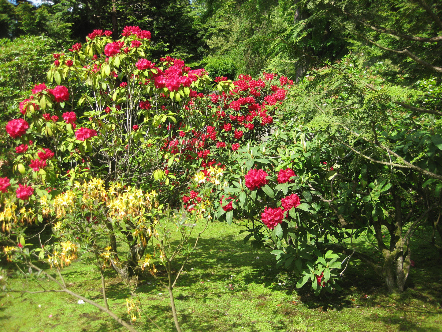 Rhododendron 'trilby' - View 9 from www redcrocus com