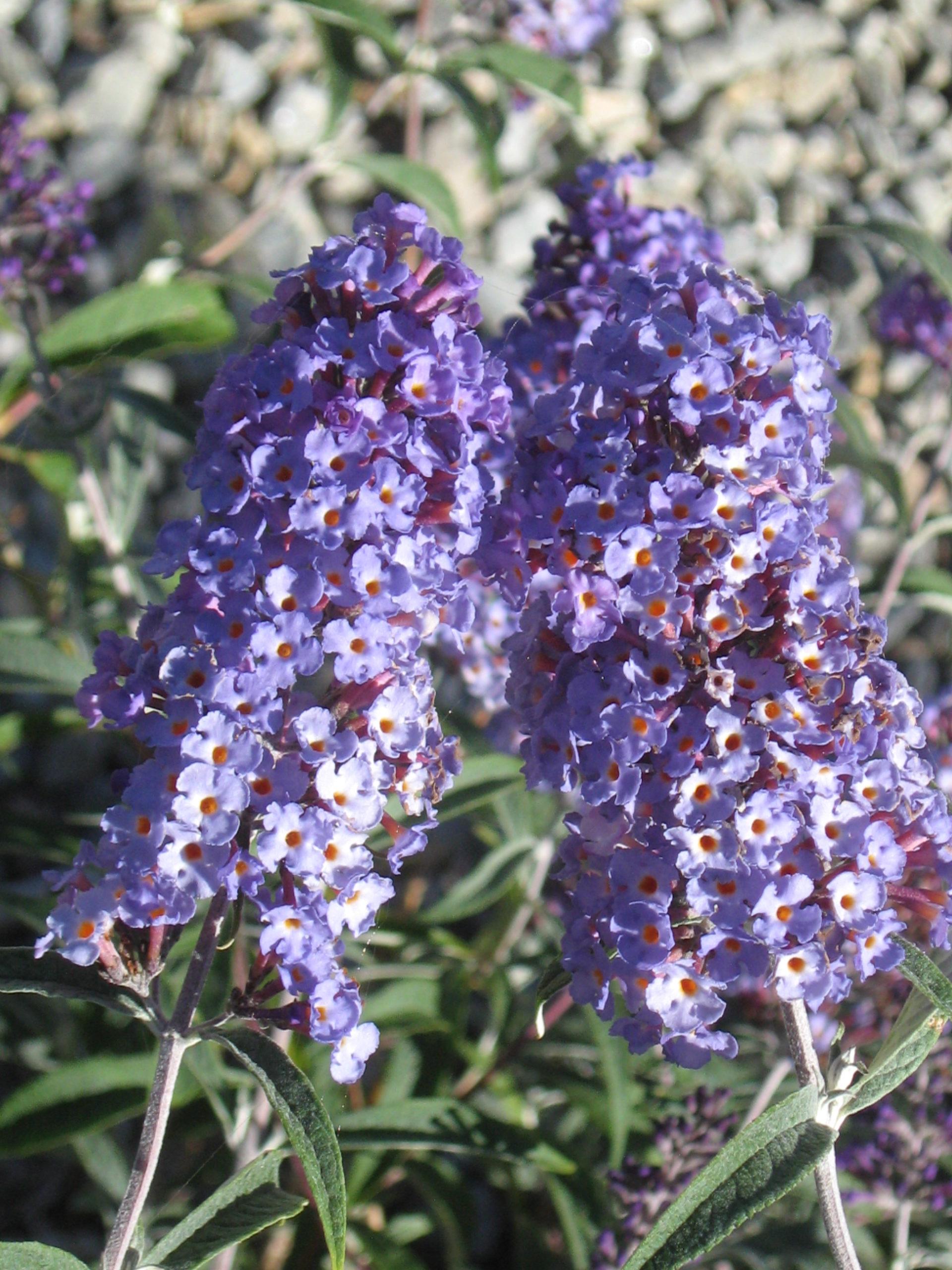 Buddleia Davidii Nanho Blue - View 14 from www redcrocus com