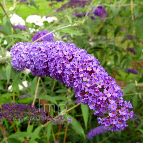 Buddleia Davidii Nanho Blue - View 15 from www redcrocus com
