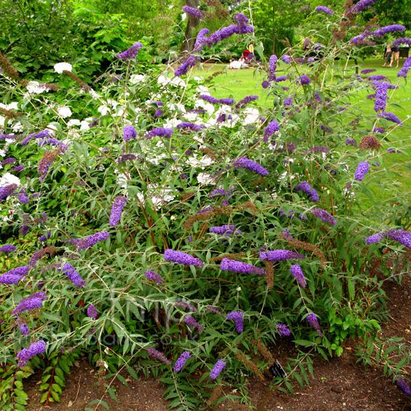 Buddleia Davidii Nanho Blue - View 16 from www redcrocus com