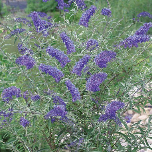 Buddleia Davidii Nanho Blue - View 1 from www redcrocus com