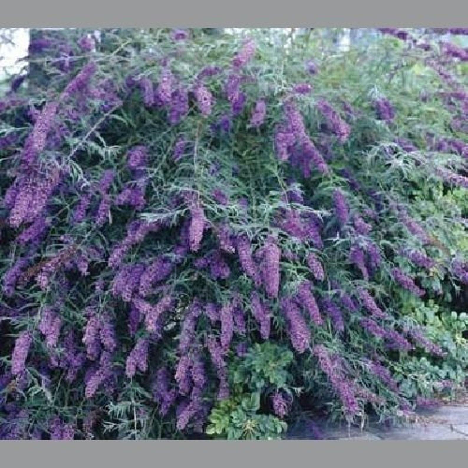 Buddleia Davidii Nanho Blue - View 4 from www redcrocus com