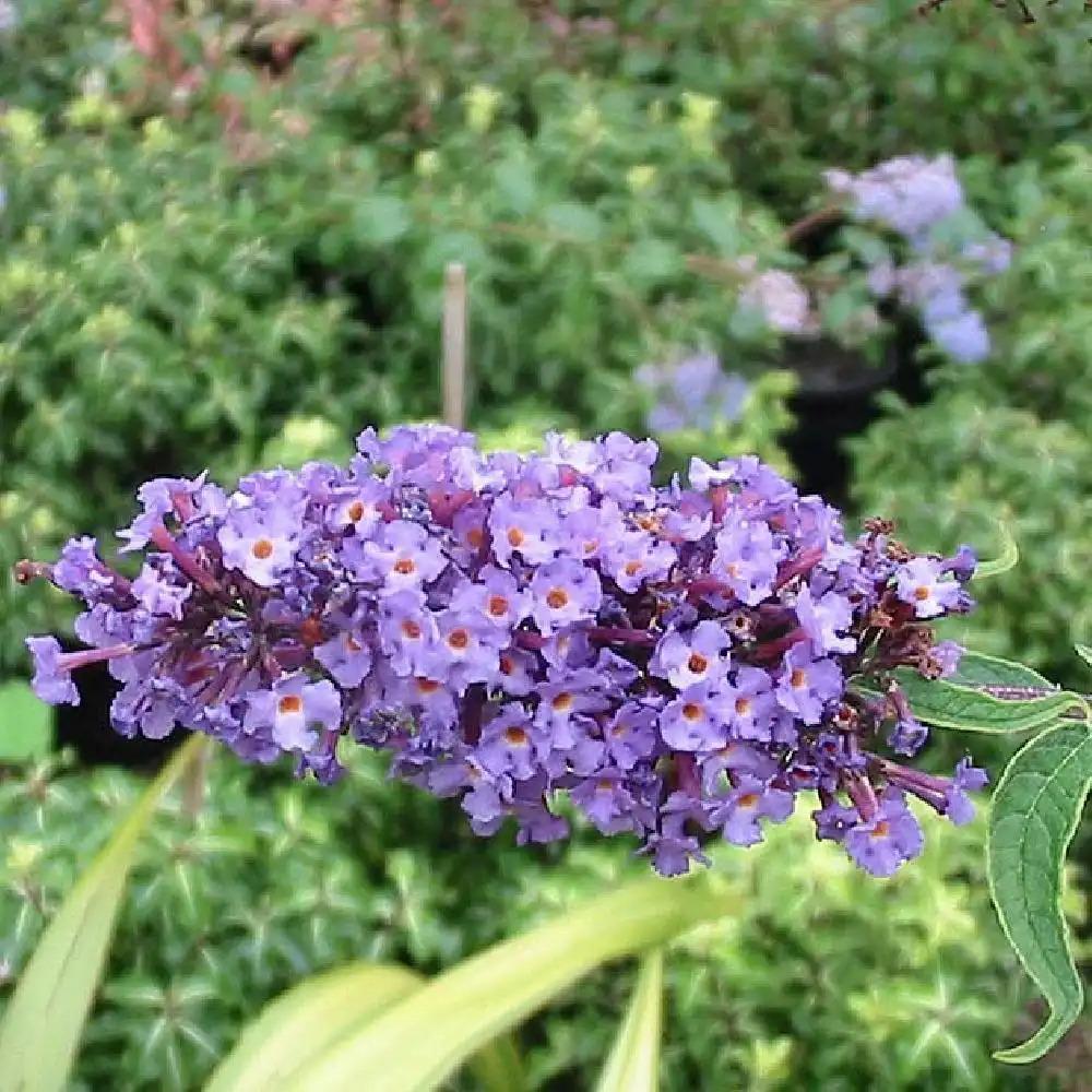 Buddleia Davidii Nanho Blue - View 7 from www redcrocus com