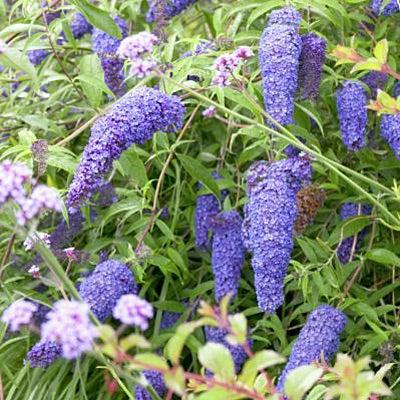 Buddleia Davidii Nanho Blue - View 8 from www redcrocus com