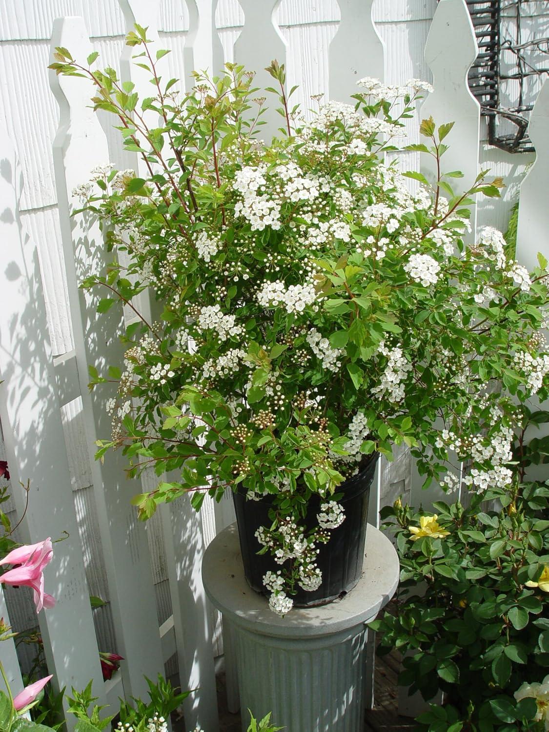 Spirea Vanhouttei Renaissance - View 11 from www redcrocus com
