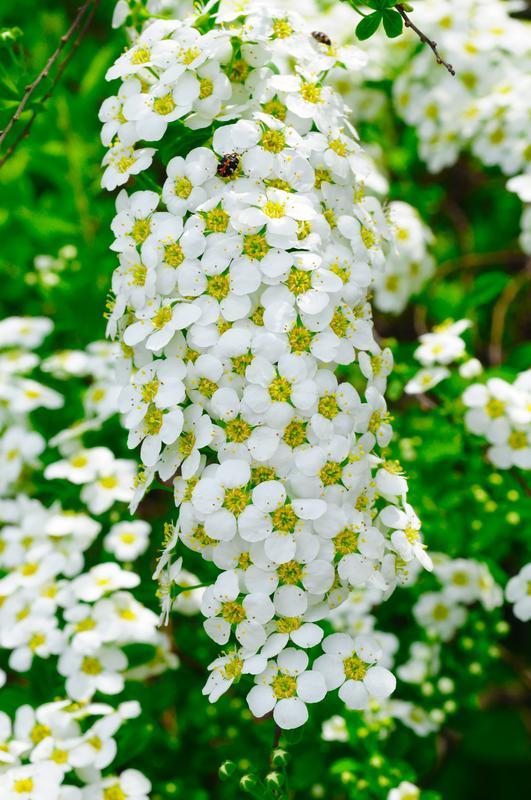 Spirea Vanhouttei Renaissance - View 12 from www redcrocus com
