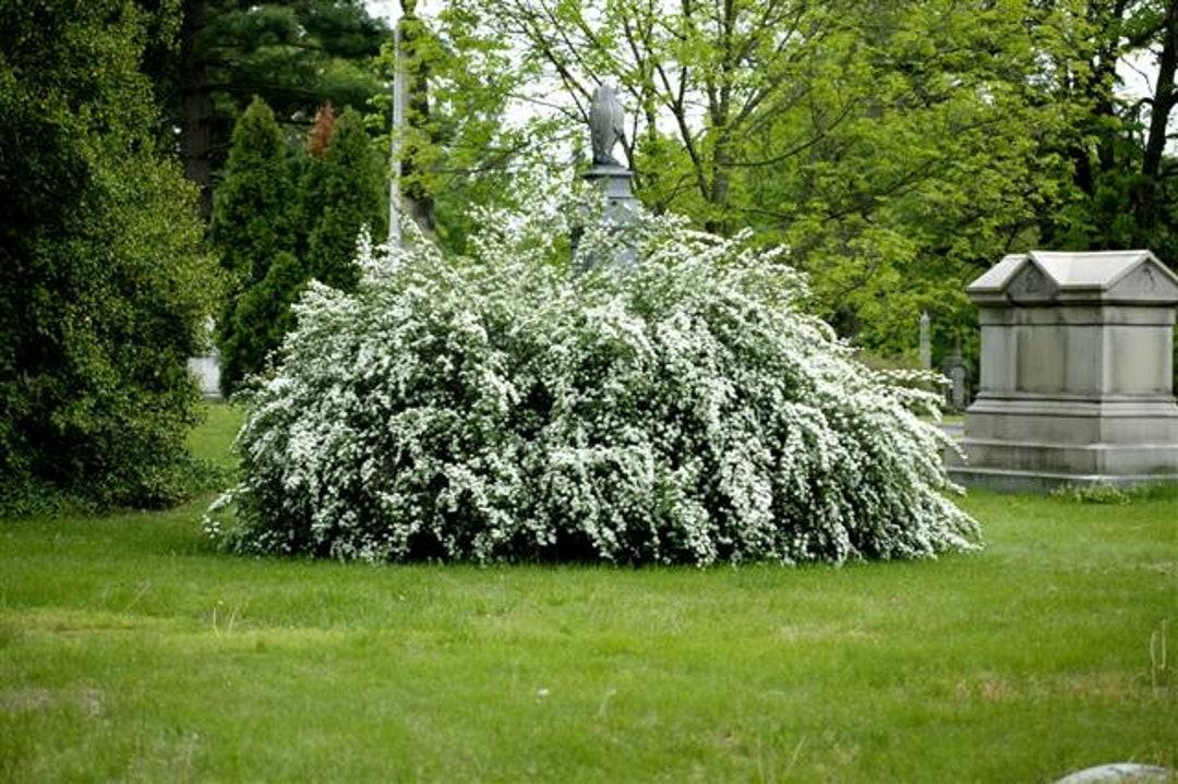 Spirea Vanhouttei Renaissance - View 14 from www redcrocus com