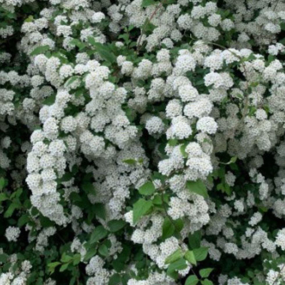 Spirea Vanhouttei Renaissance - View 16 from www redcrocus com