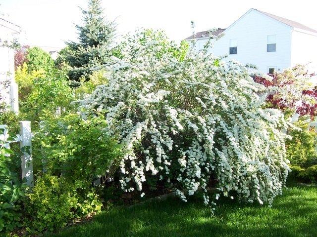 Spirea Vanhouttei Renaissance - View 18 from www redcrocus com