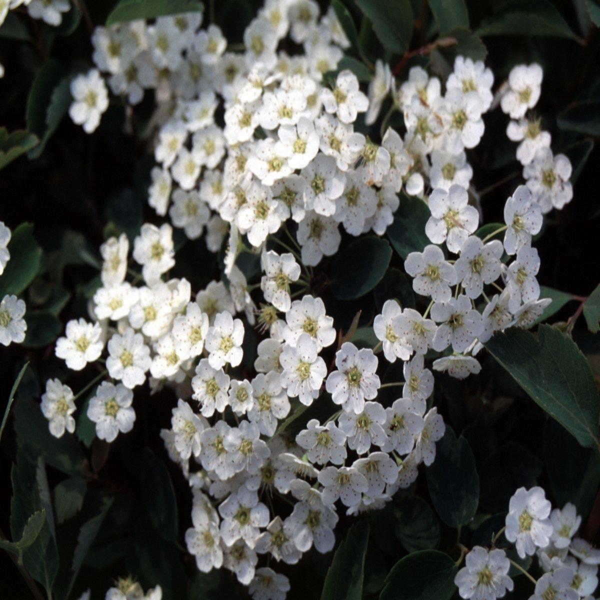 Spirea Vanhouttei Renaissance - View 19 from www redcrocus com