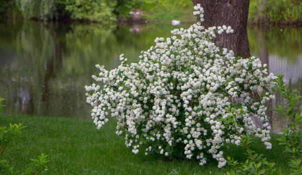 Spirea Vanhouttei Renaissance - View 20 from www redcrocus com