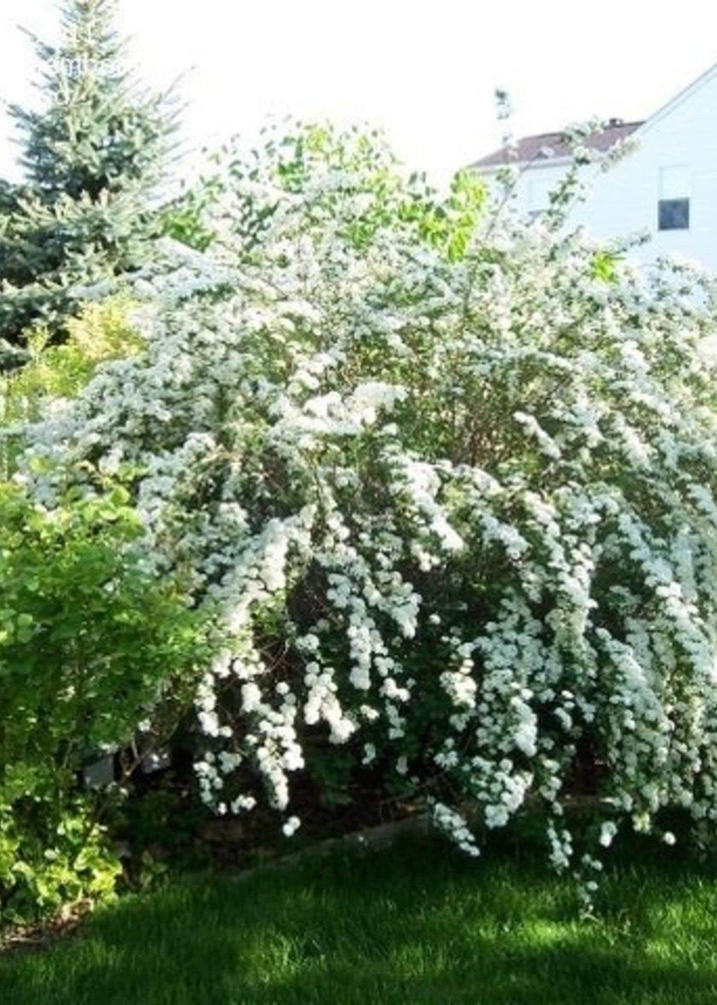 Spirea Vanhouttei Renaissance - View 2 from www redcrocus com