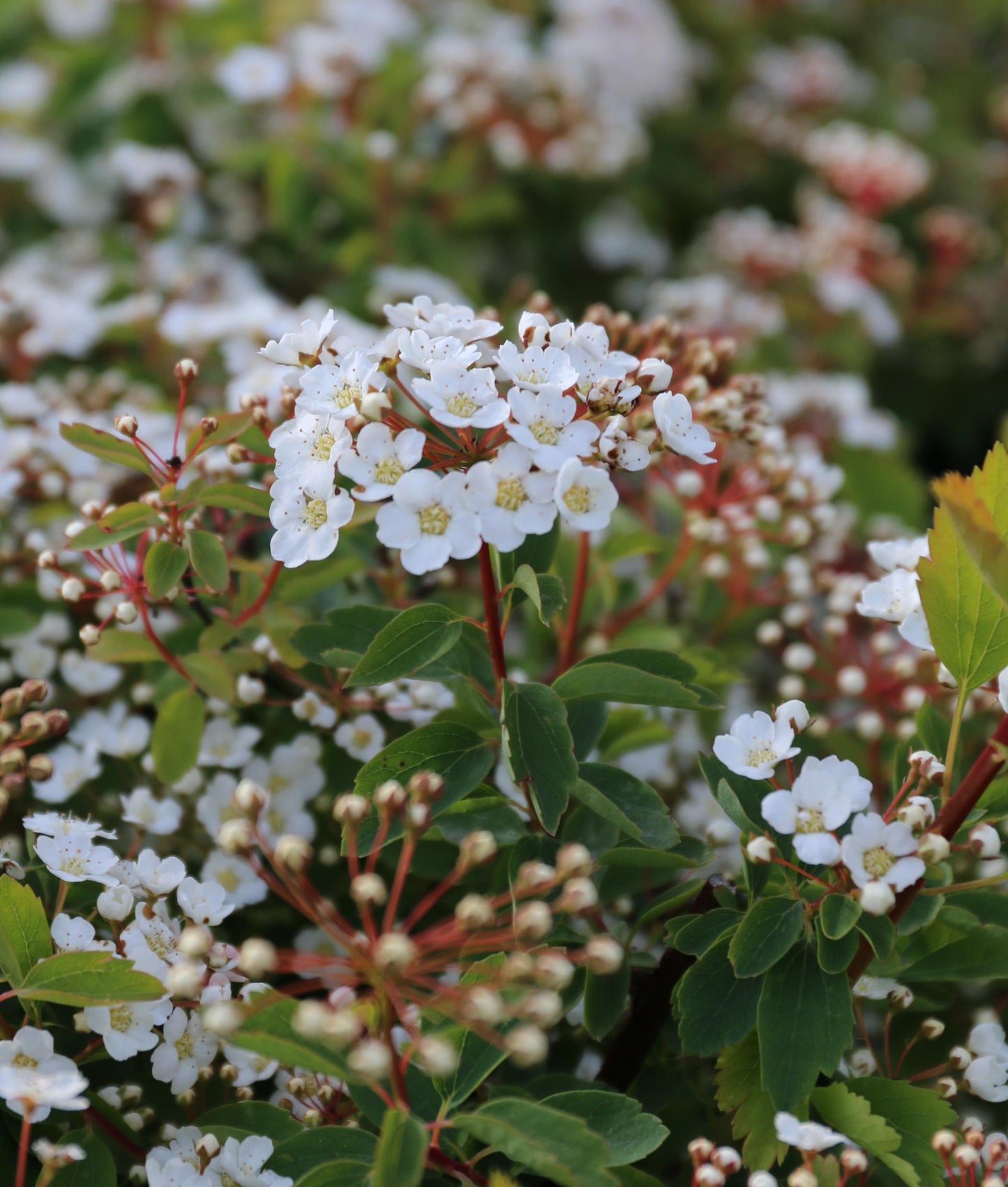 Spirea Vanhouttei Renaissance - View 9 from www redcrocus com