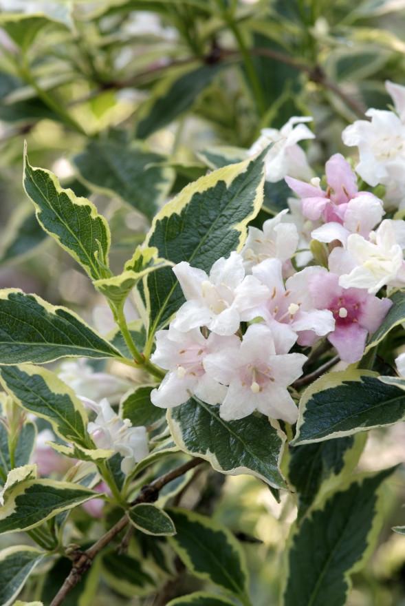 Weigela Florida Variegata - View 10 from www redcrocus com