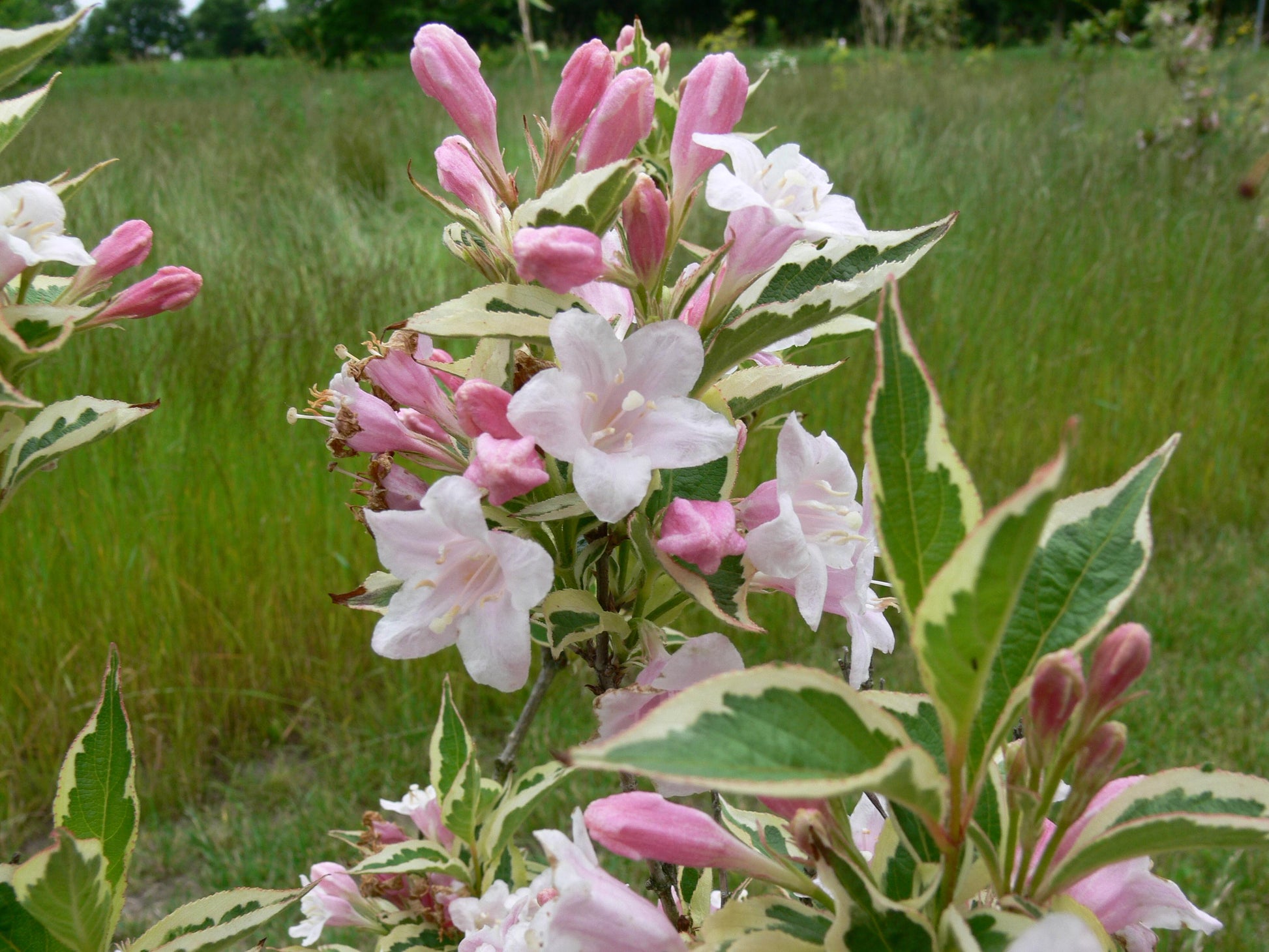 Weigela Florida Variegata - View 11 from www redcrocus com