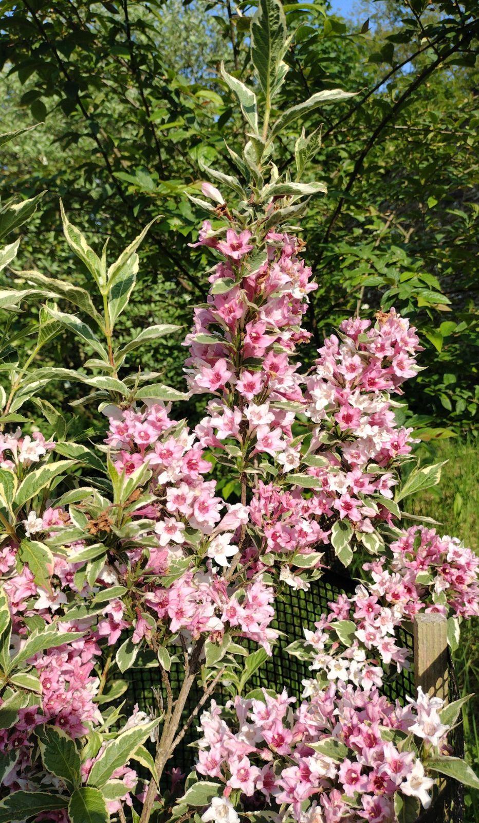Weigela Florida Variegata - View 12 from www redcrocus com