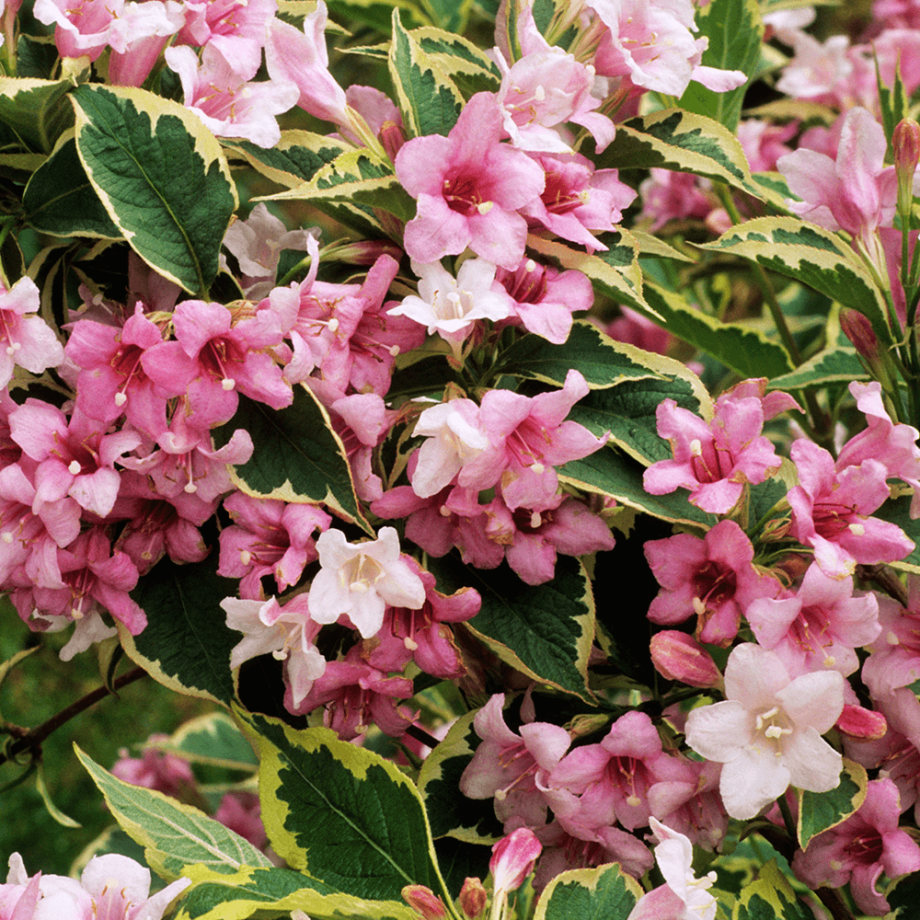Weigela Florida Variegata - View 12 from www redcrocus com