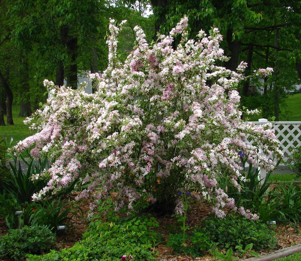 Weigela Florida Variegata - View 13 from www redcrocus com