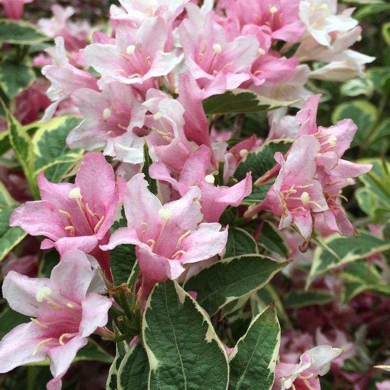 Weigela Florida Variegata - View 14 from www redcrocus com