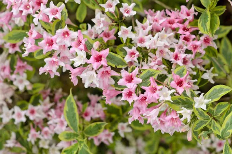 Weigela Florida Variegata - View 14 from www redcrocus com