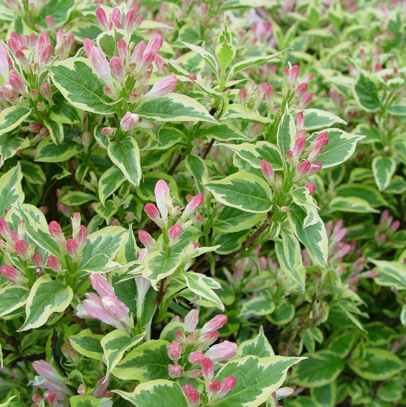 Weigela Florida Variegata - View 15 from www redcrocus com