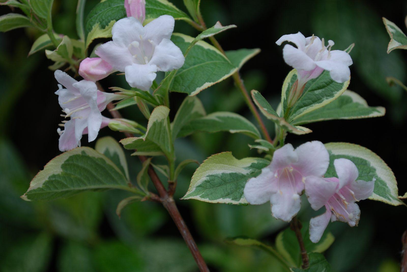Weigela Florida Variegata - View 16 from www redcrocus com