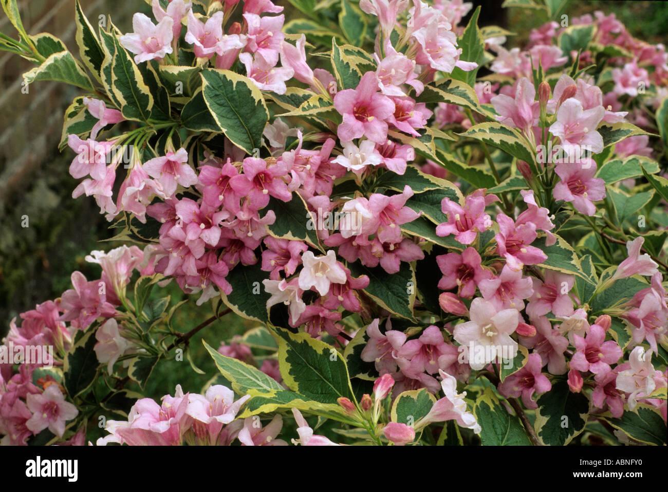 Weigela Florida Variegata - View 17 from www redcrocus com
