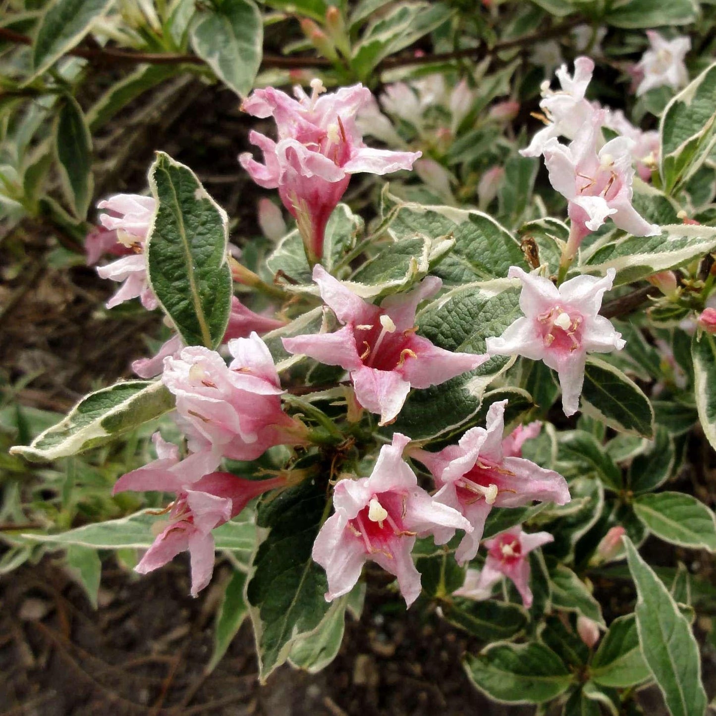 Weigela Florida Variegata - View 18 from www redcrocus com