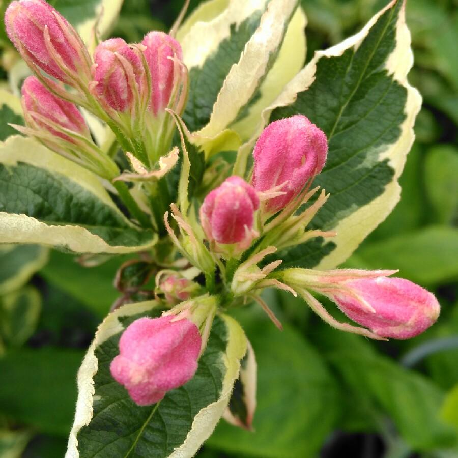 Weigela Florida Variegata - View 19 from www redcrocus com
