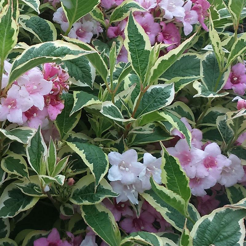 Weigela Florida Variegata - View 1 from www redcrocus com