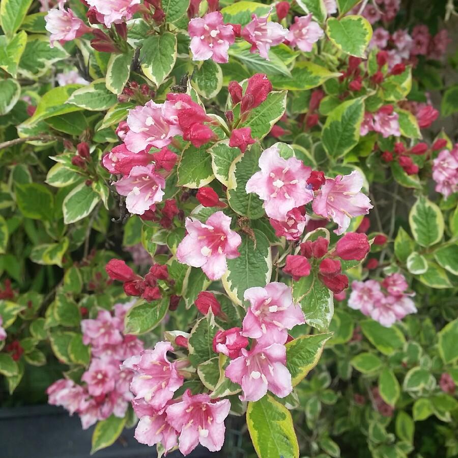 Weigela Florida Variegata - View 20 from www redcrocus com