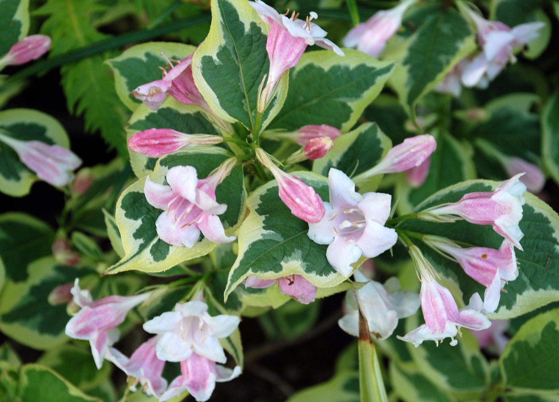 Weigela Florida Variegata - View 2 from www redcrocus com