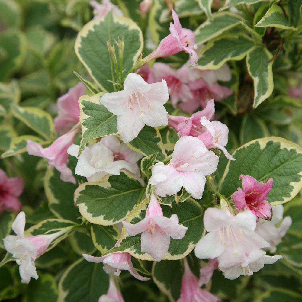 Weigela Florida Variegata - View 3 from www redcrocus com