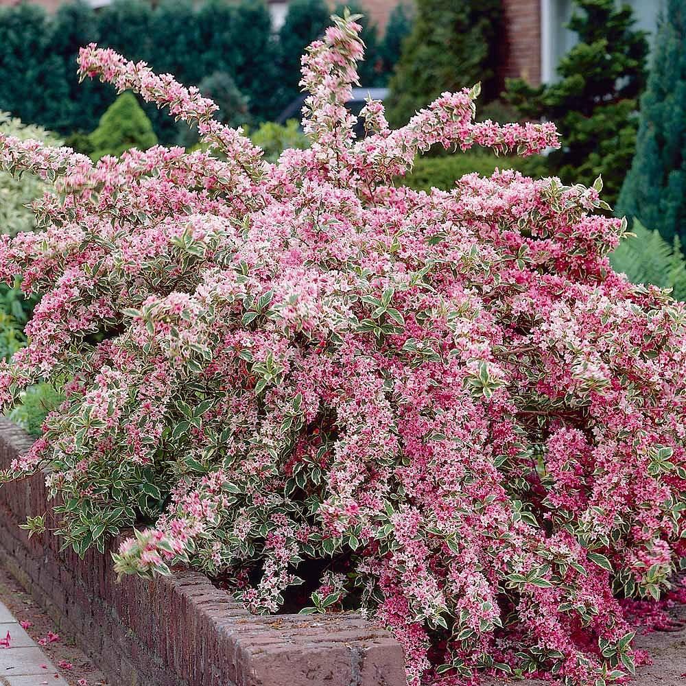 Weigela Florida Variegata - View 4 from www redcrocus com