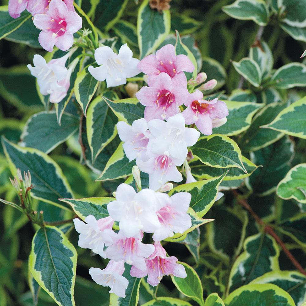 Weigela Florida Variegata - View 5 from www redcrocus com