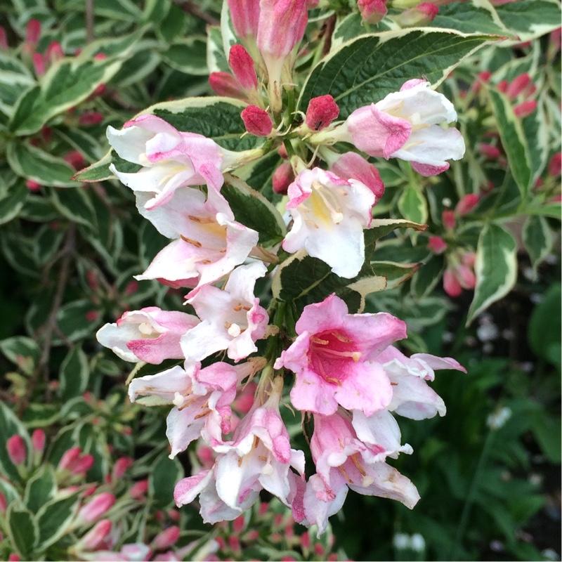 Weigela Florida Variegata - View 7 from www redcrocus com