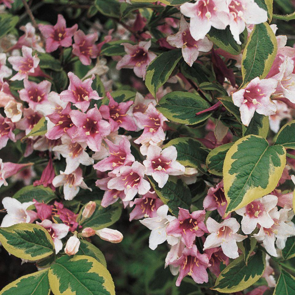 Weigela Florida Variegata - View 8 from www redcrocus com