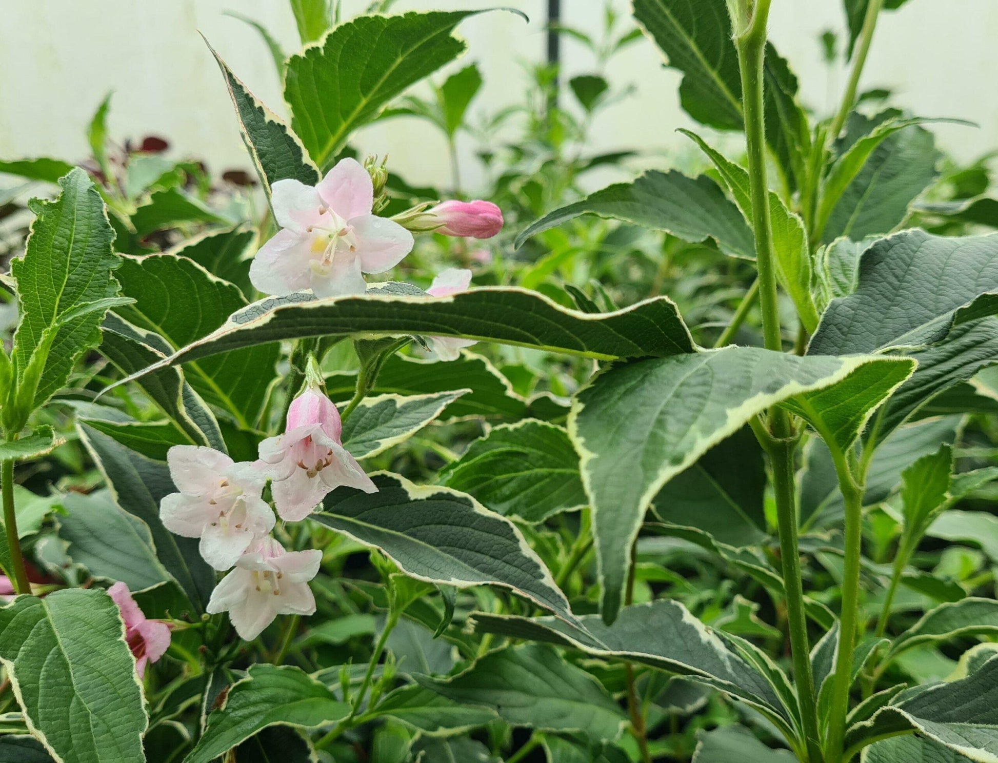 Weigela Florida Variegata - View 9 from www redcrocus com