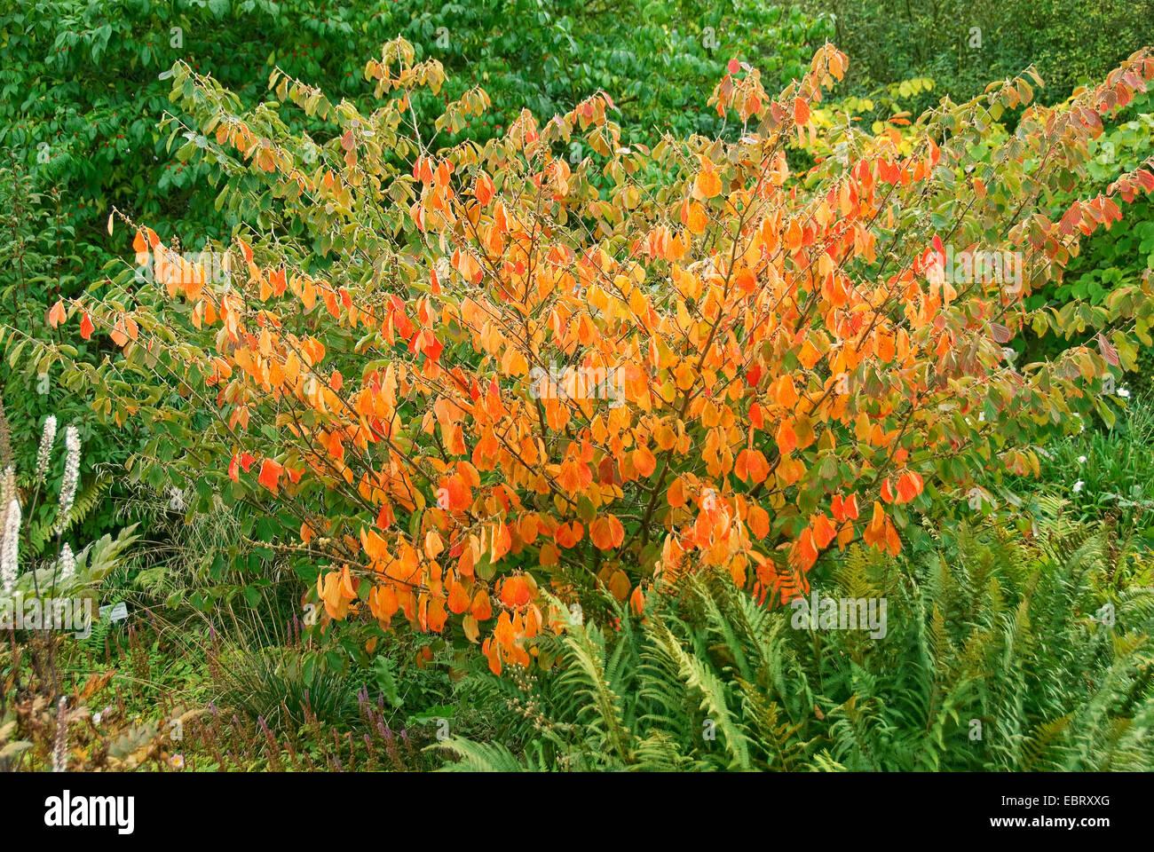 Hamamelis Intermedia Arnold Promise - View 11 from www redcrocus com