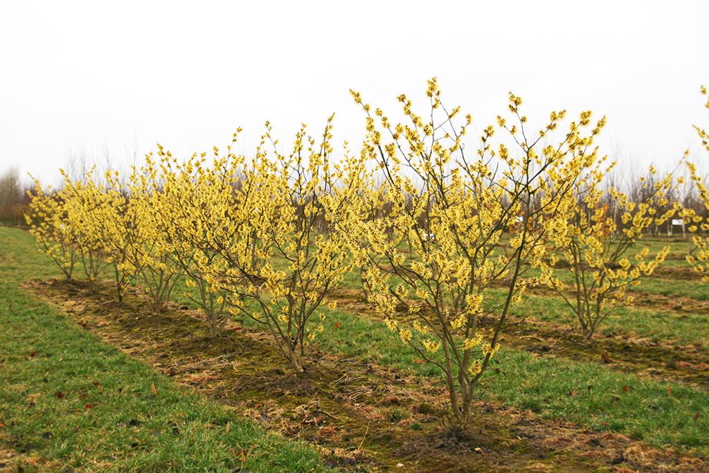 Hamamelis Intermedia 'westerstede' - View 10 from www redcrocus com