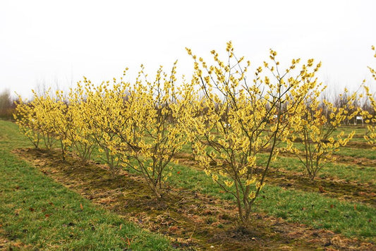 Hamamelis Intermedia 'westerstede' - View 10 from www redcrocus com